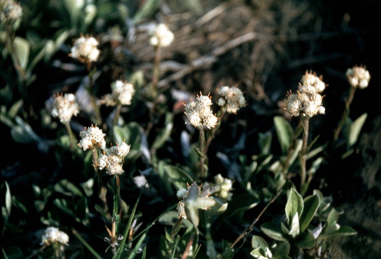 Antennaria virginica habit