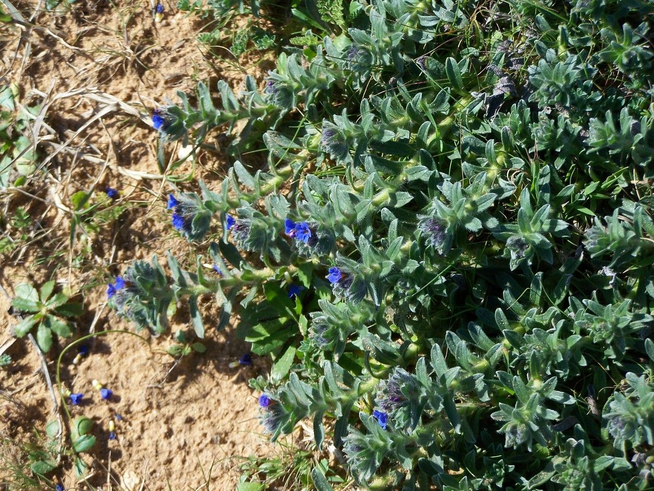 Alkanna tinctoria habit