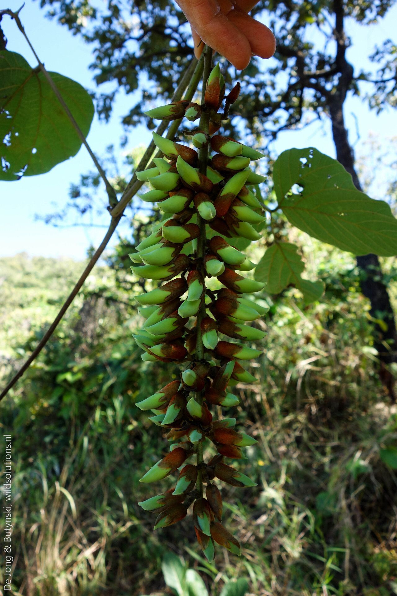 Mucuna poggei flower
