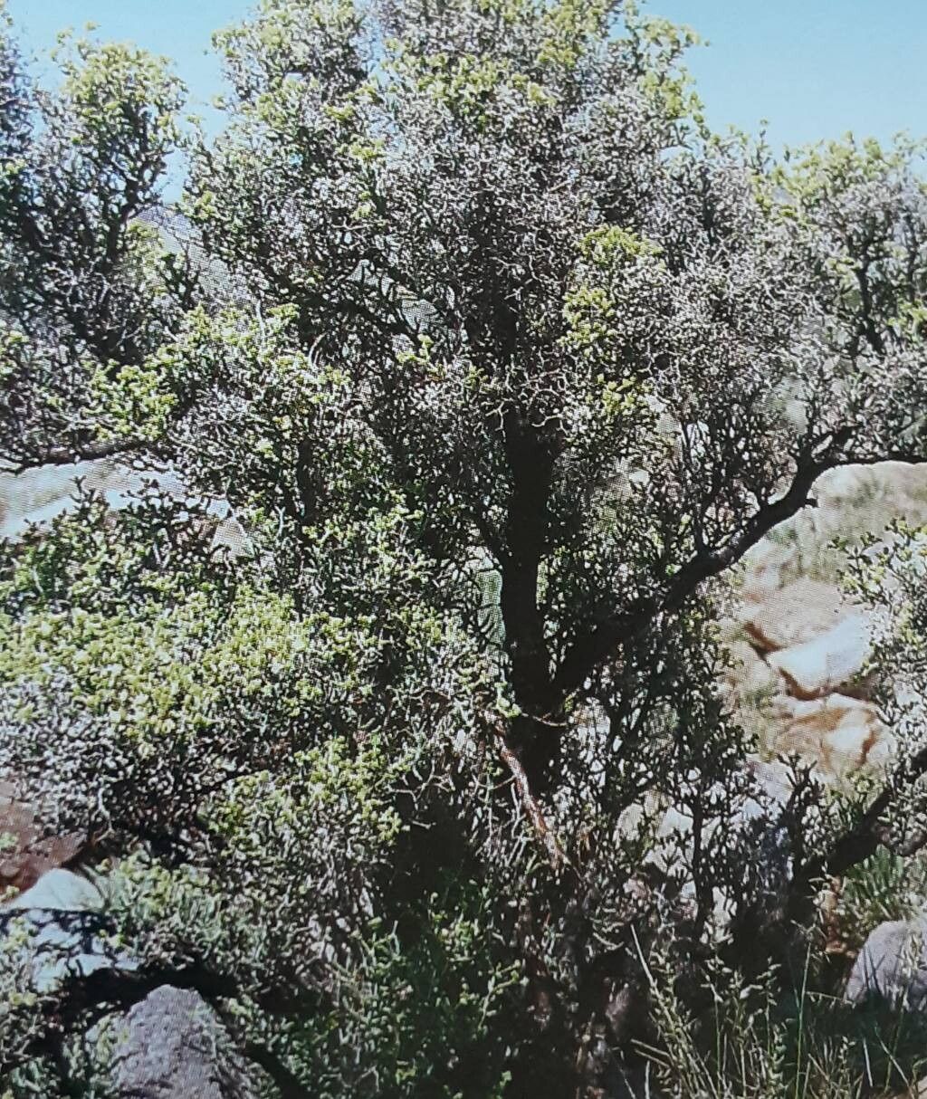 Mestoklema arboriforme habit