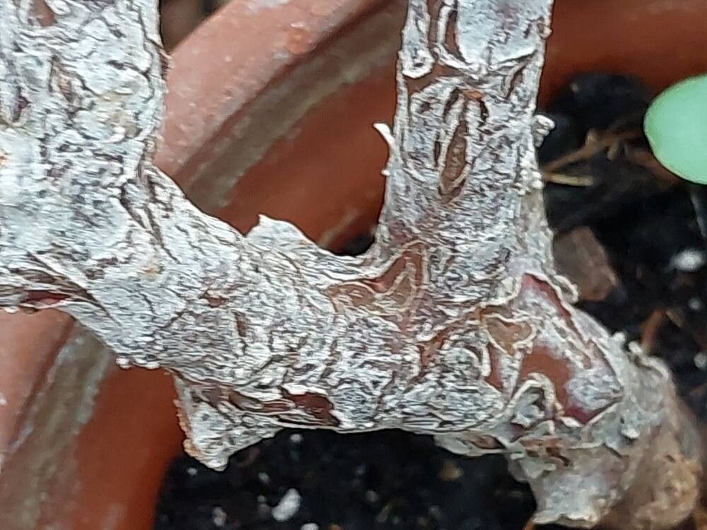 Pelargonium hirtum bark