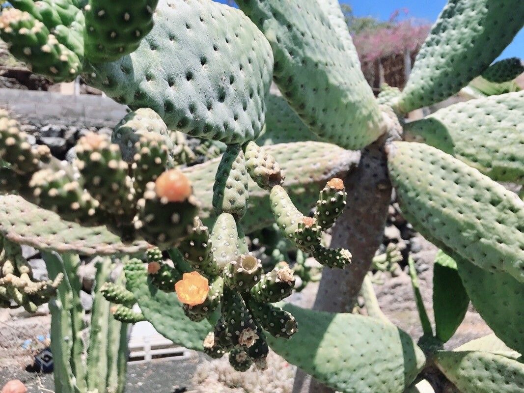 Consolea rubescens flower