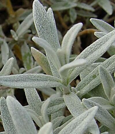 Cerastium arcticum leaf
