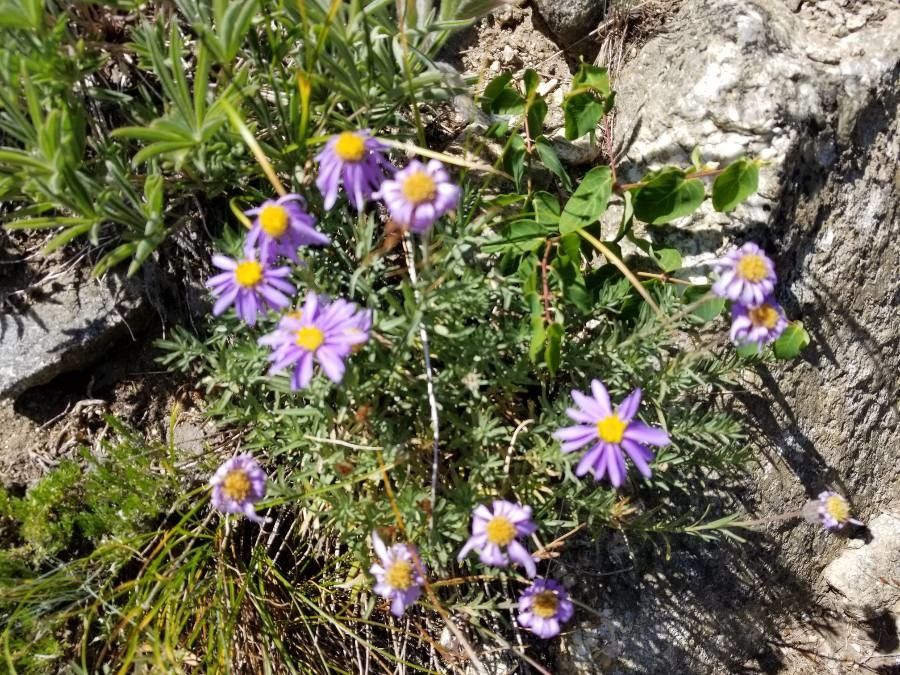 Oreostemma alpigenum flower