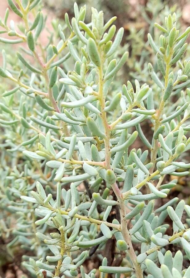 Suaeda divaricata — search result for 'Suaeda'