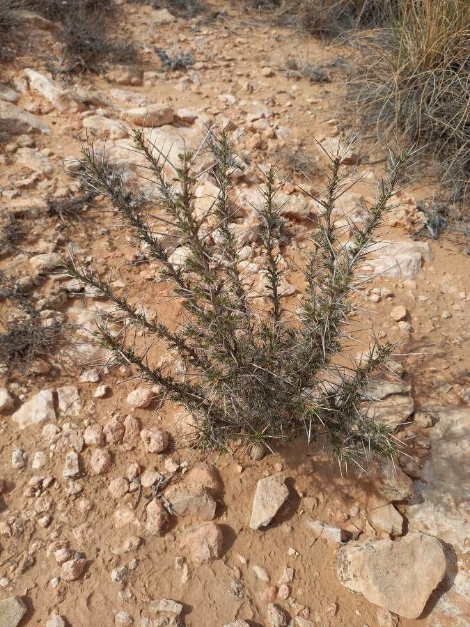 Astragalus armatus leaf