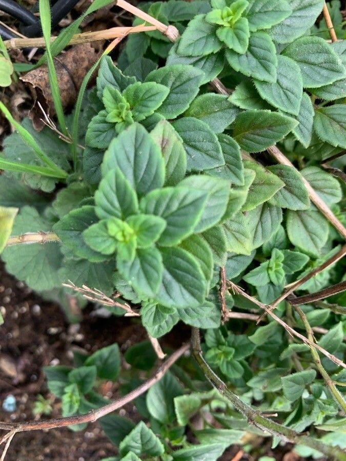 Clinopodium acinos — related species from the same genus