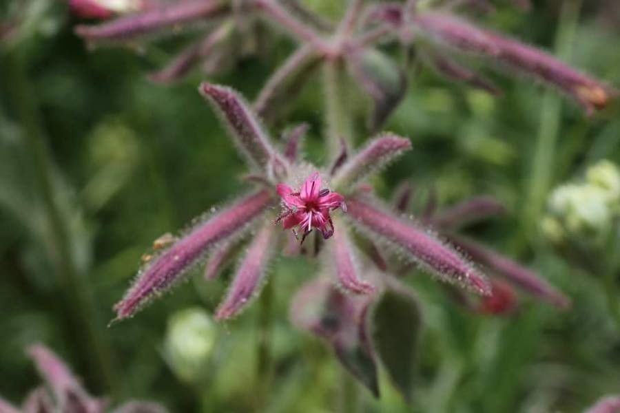 Saponaria glutinosa flower