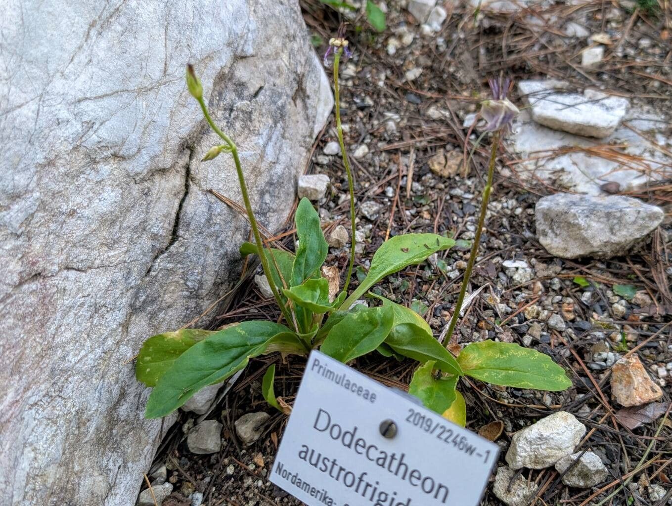 Primula austrofrigida habit