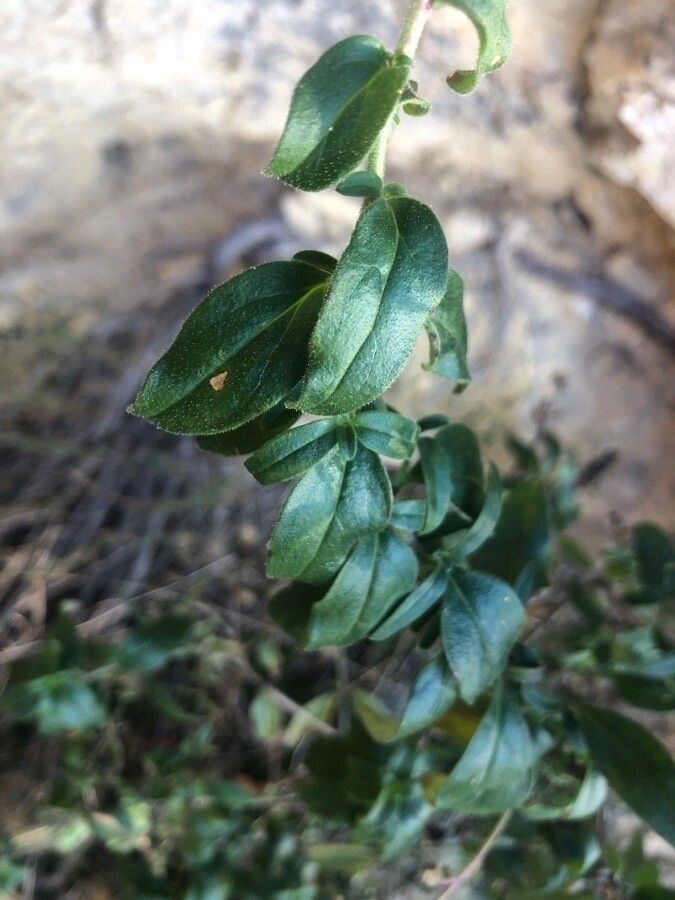 Antirrhinum graniticum leaf