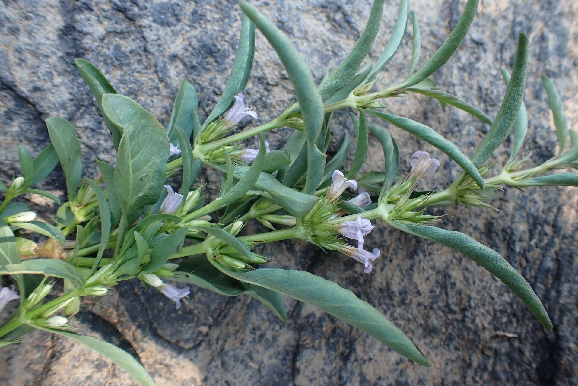 Dyschoriste nagchana habit