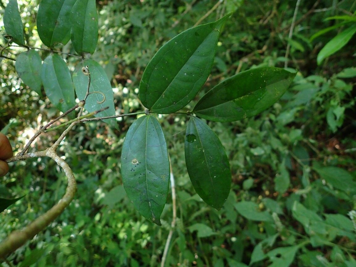 Strychnos fallax — houseplant care guide