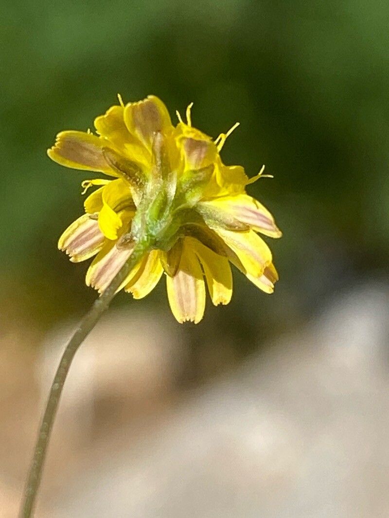 Anthemis ammanthus flower