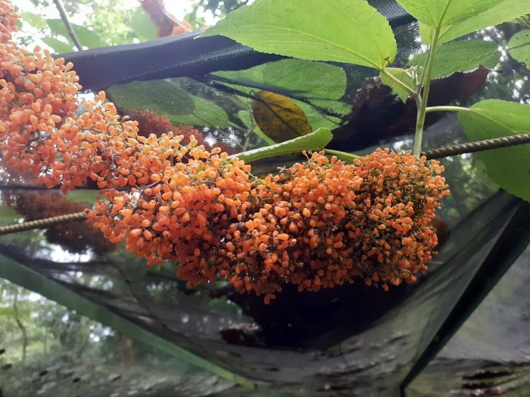 Urera simplex — houseplant care guide