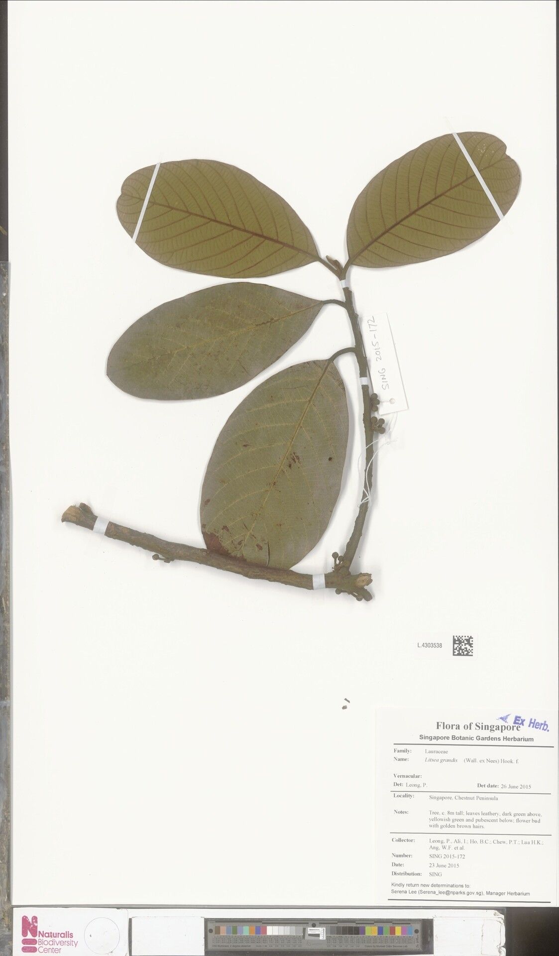 Litsea grandis — search result for 'Litsea'