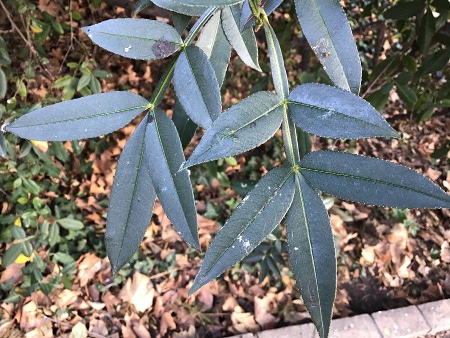 Zanthoxylum armatum leaf
