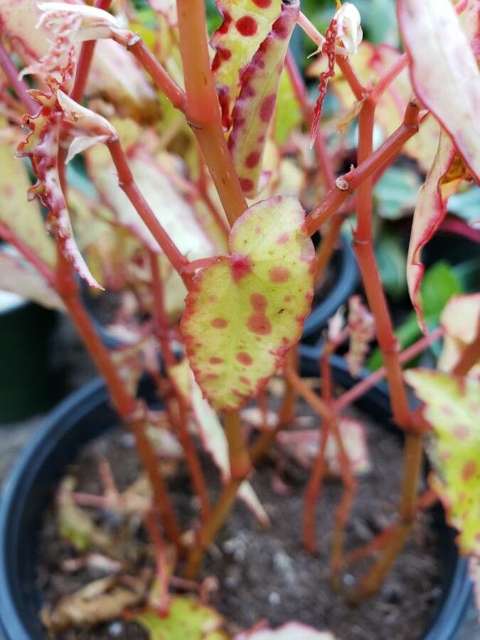 Begonia amphioxus leaf