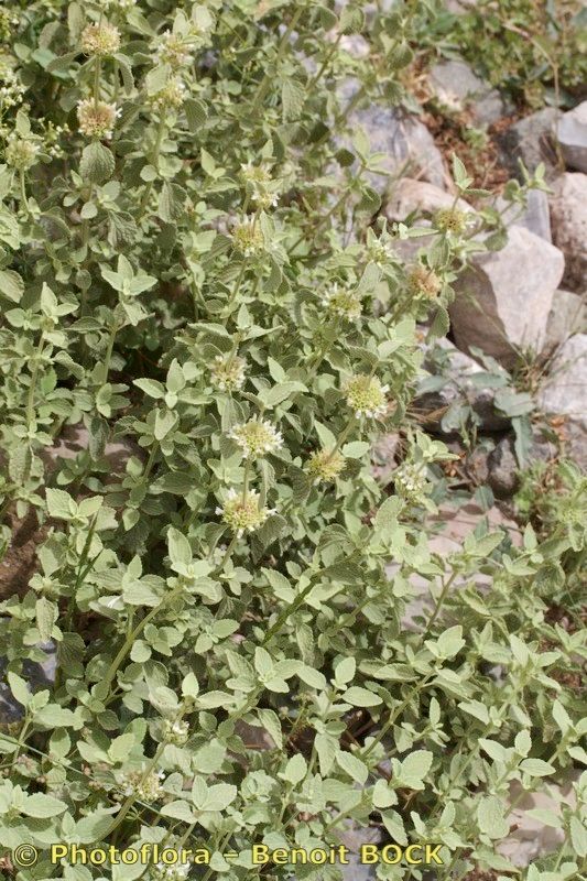 Marrubium multibracteatum habit