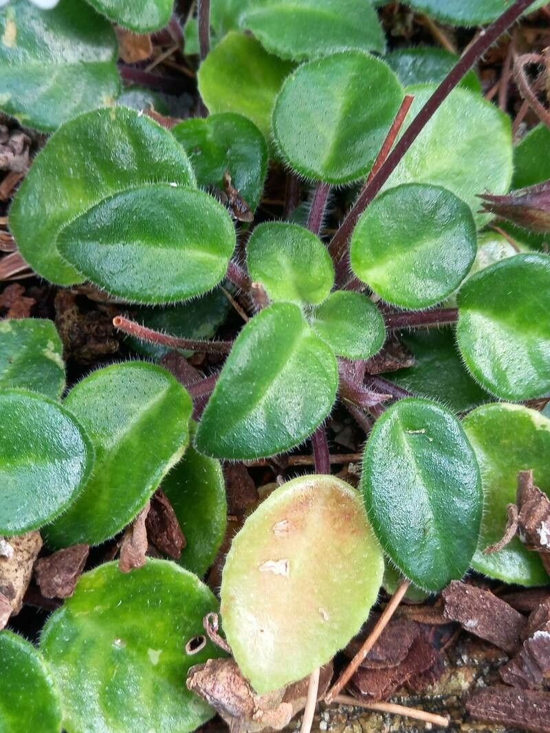 Primulina tamiana — related species from the same genus