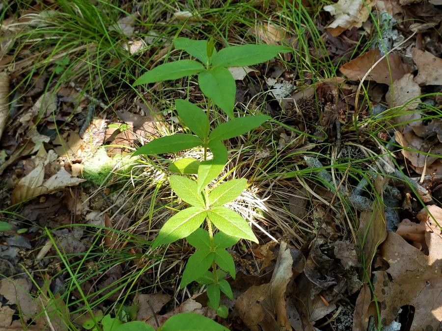Lysimachia quadrifolia leaf