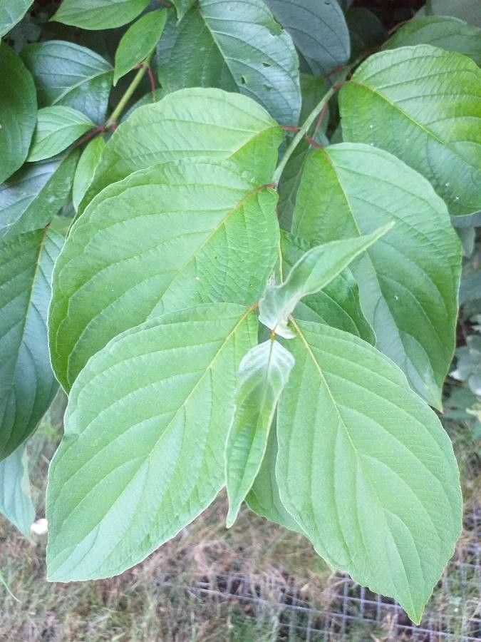 Cornus sericea subsp. occidentalis — houseplant care guide