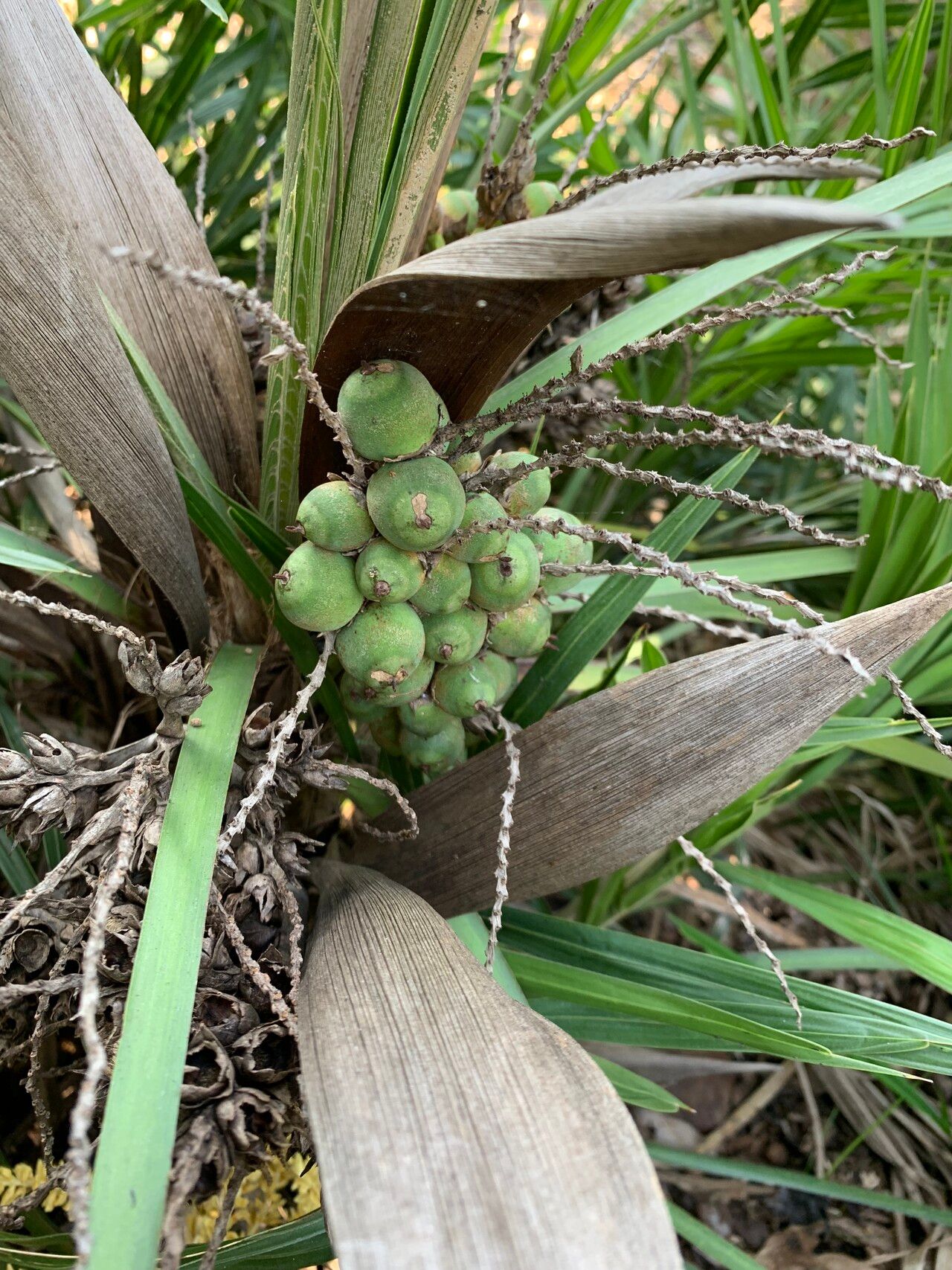 Syagrus itacambirana fruit