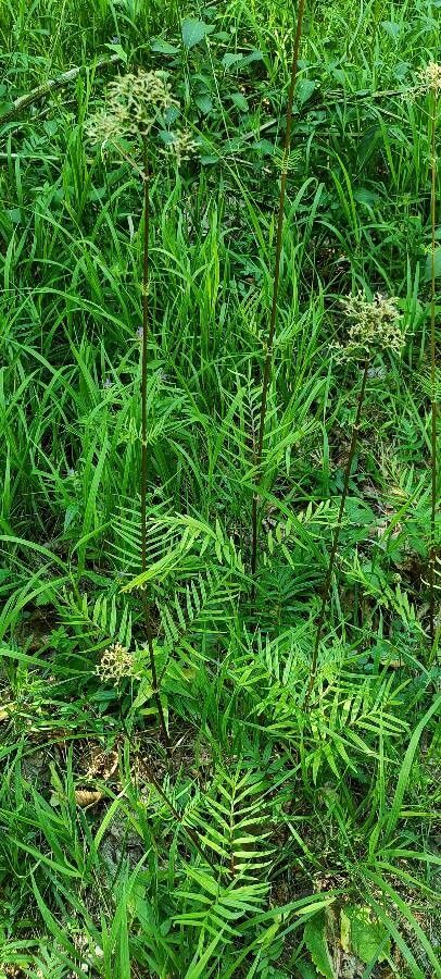 Valeriana wallrothii — search result for 'Valeriana'