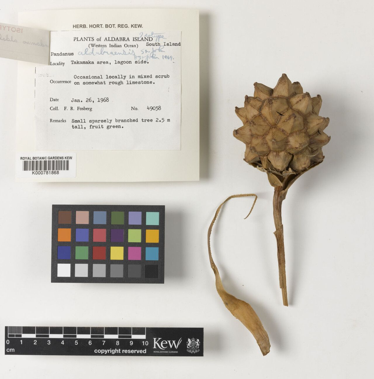 Pandanus aldabraensis — related species from the same genus