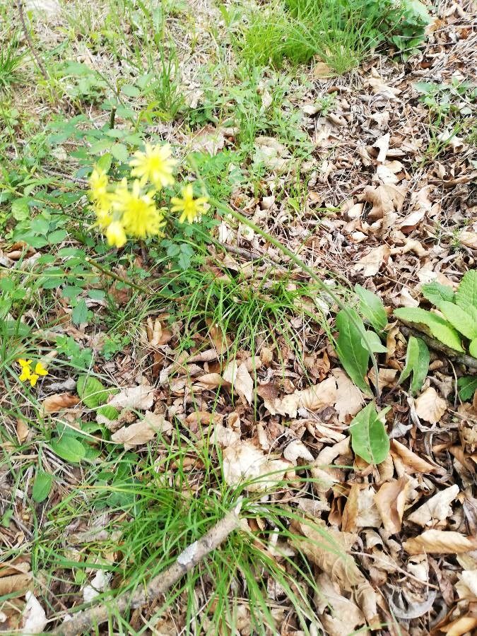 Crepis praemorsa habit