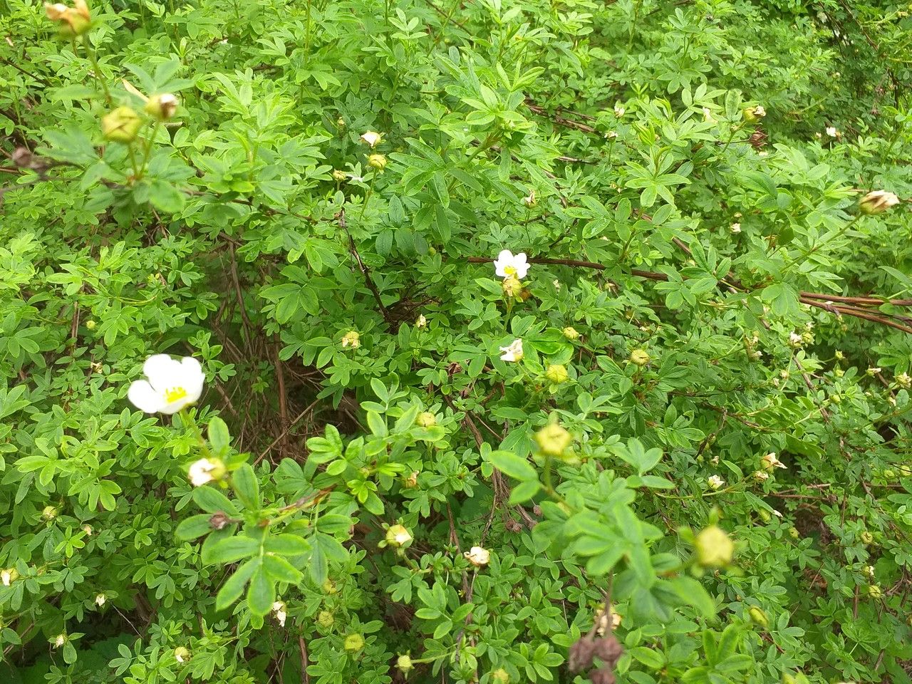 Dasiphora glabrata — related species from the same genus