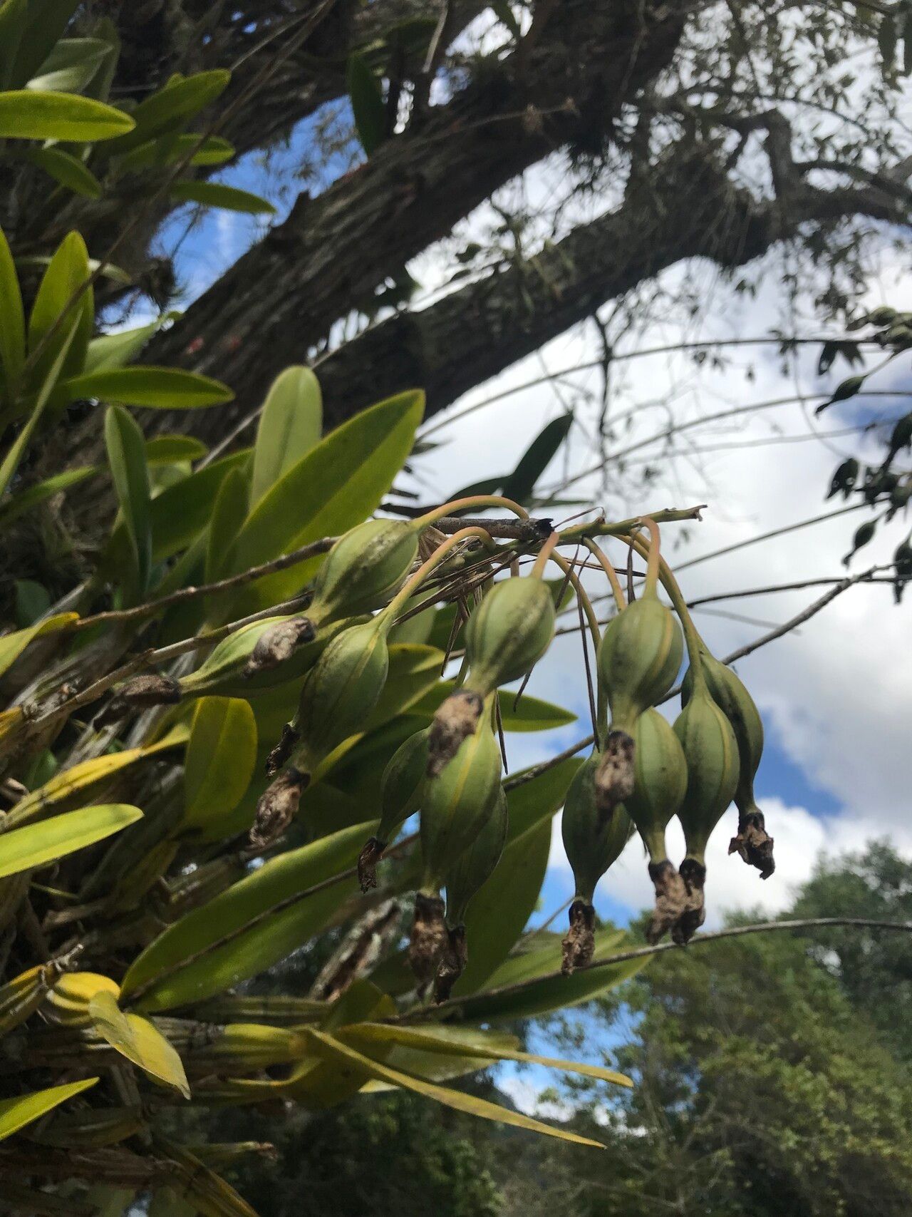 Laelia gloriosa fruit