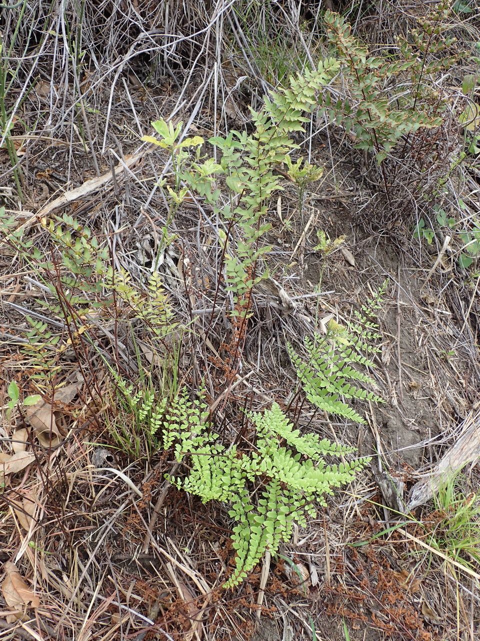 Pellaea viridis habit