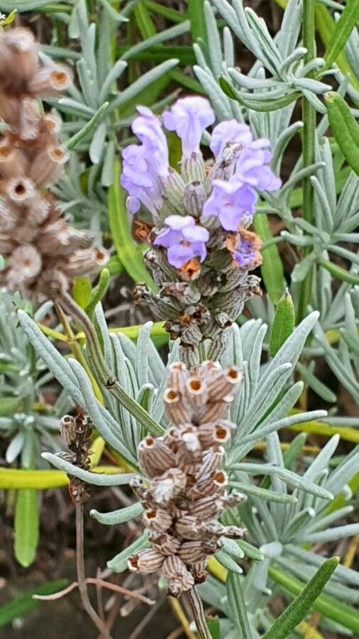 Lavandula latifolia — search result for 'Spain'