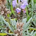 Lavandula latifolia