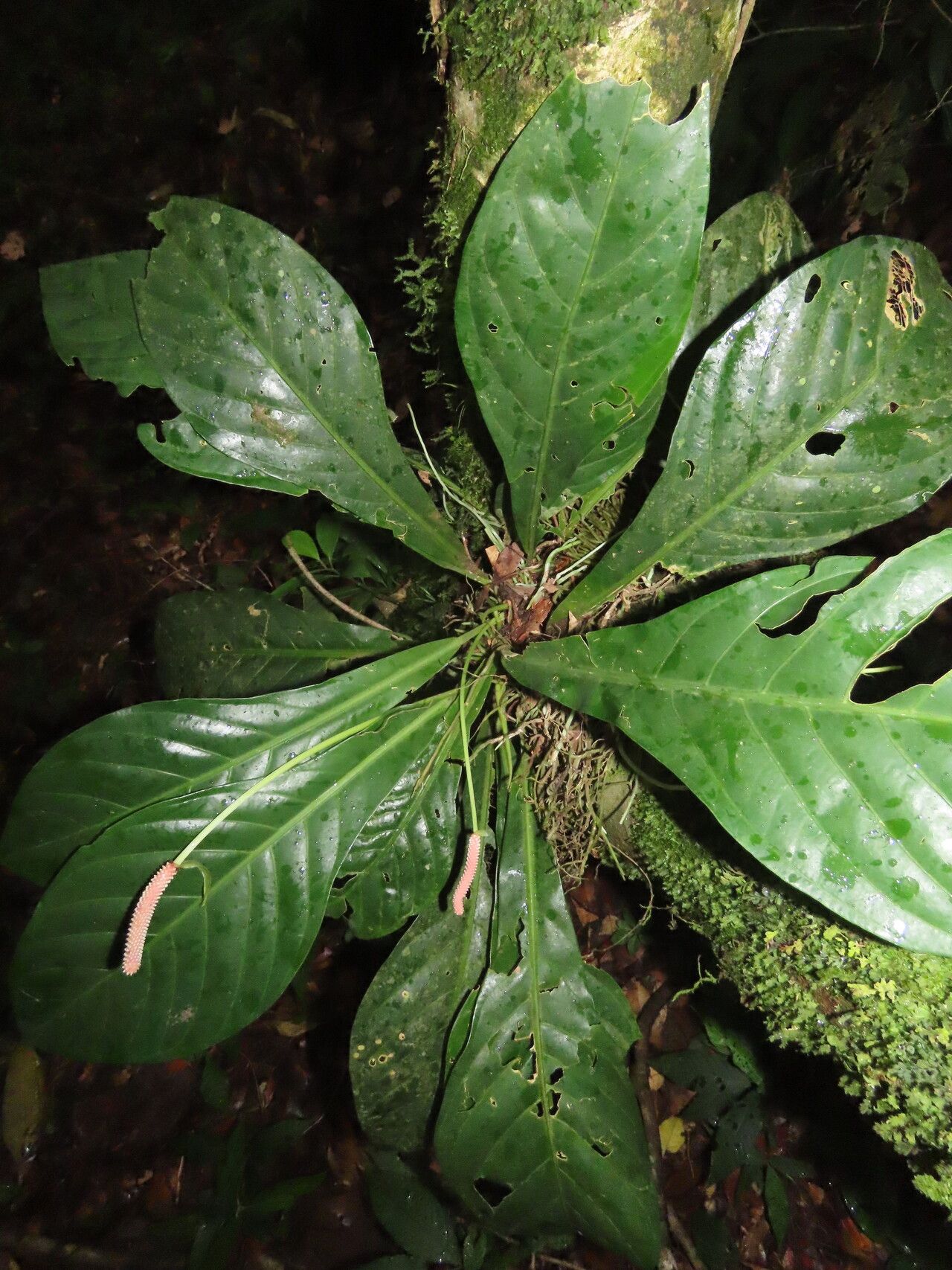 Anthurium consobrinum — search result for 'Anthurium'