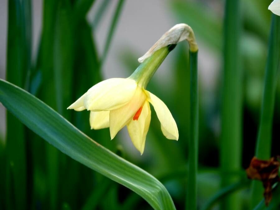 Narcissus jonquilla leaf