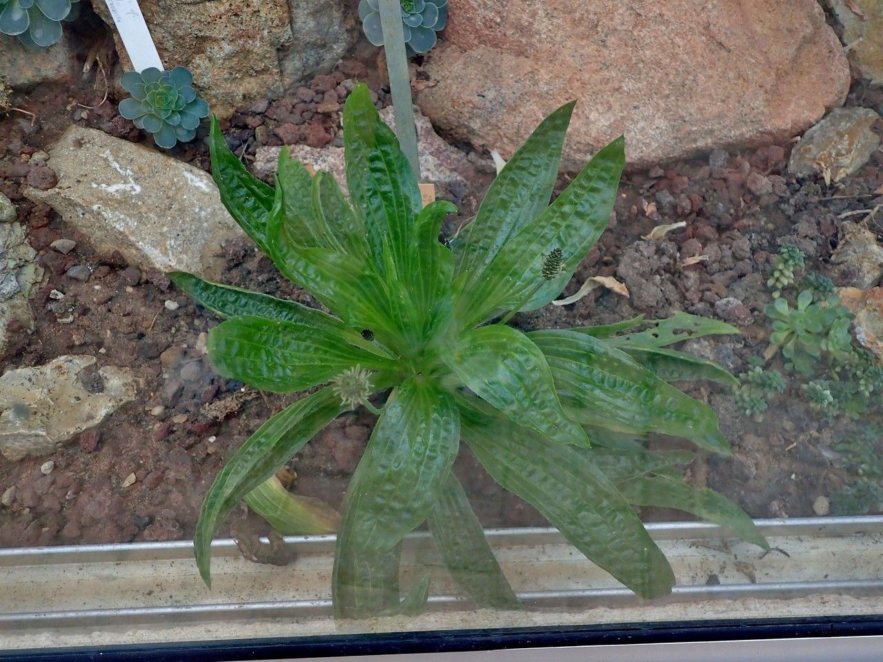 Plantago leiopetala habit