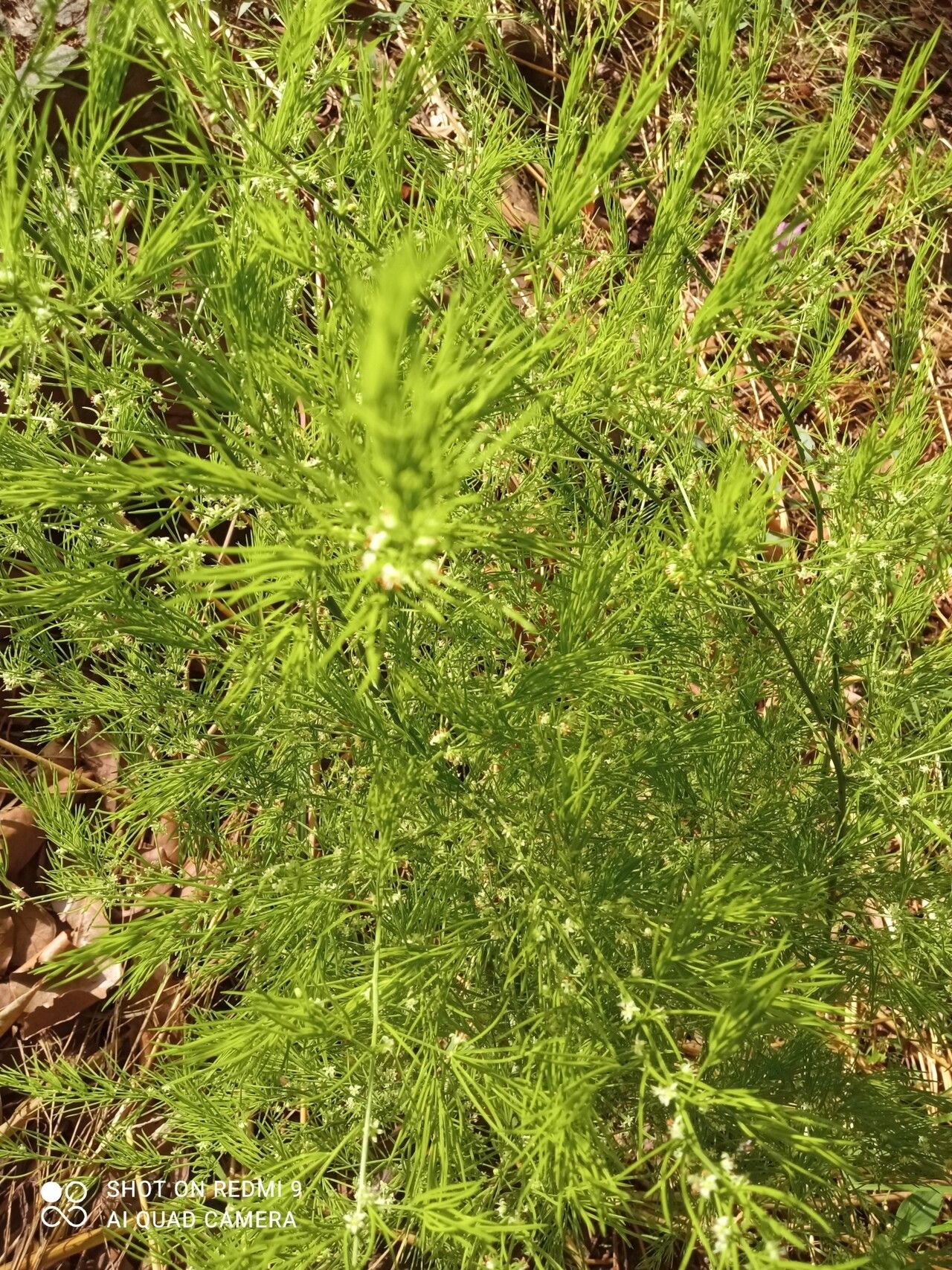 Asparagus schroederi — houseplant care guide