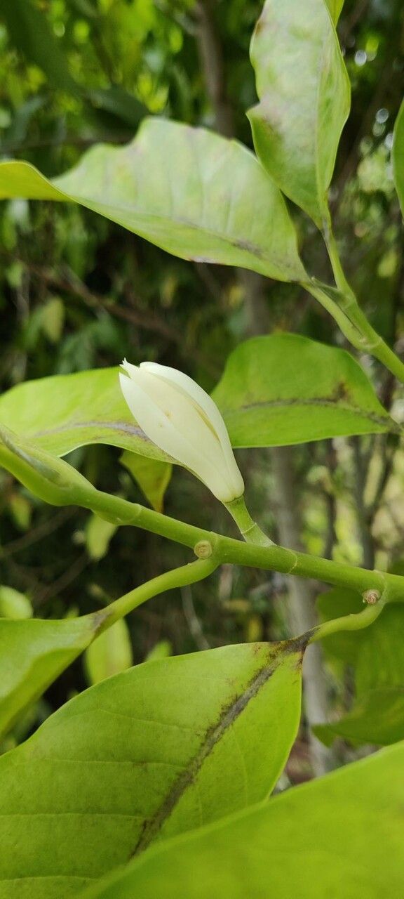 Elaeocarpus hainanensis flower
