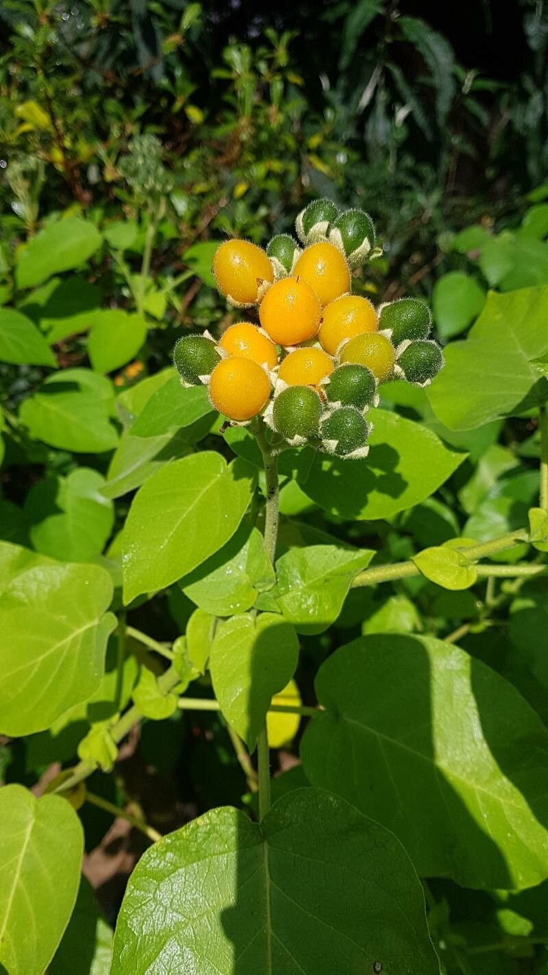 Solanum abutiloides fruit