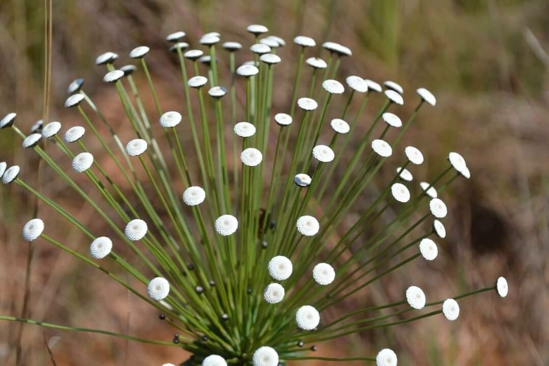 Paepalanthus chiquitensis flower