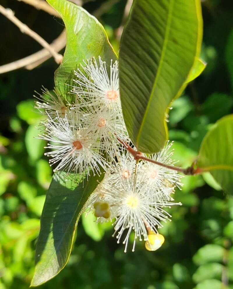 Blepharocalyx salicifolius flower
