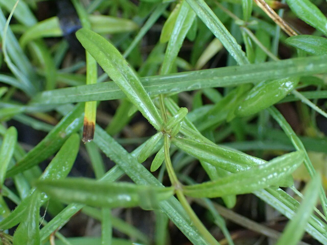 Prunella hyssopifolia — related species from the same genus