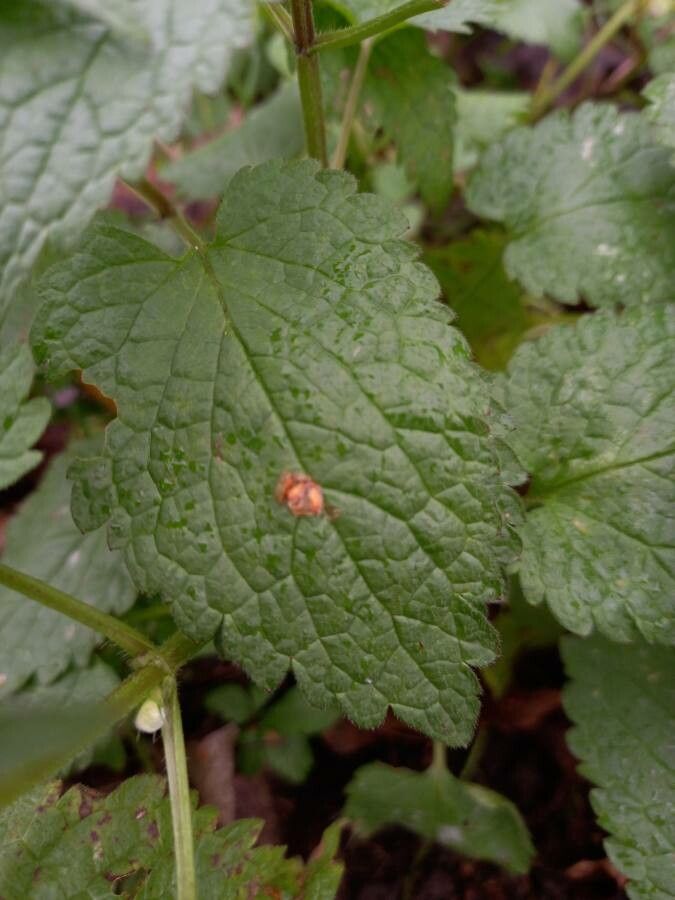 Lamium album leaf