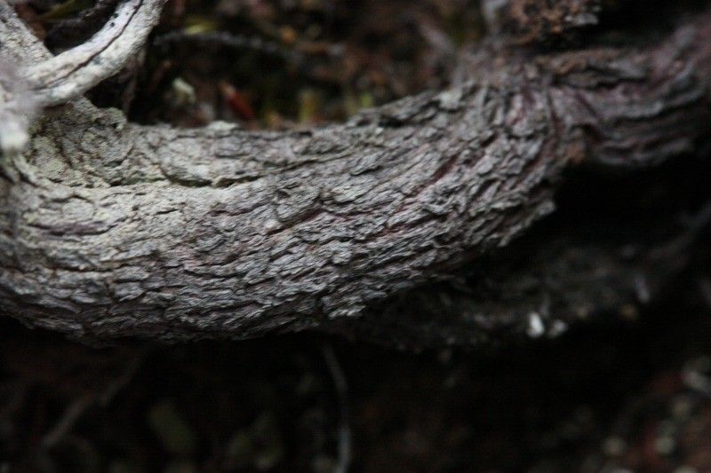 Erica galioides bark