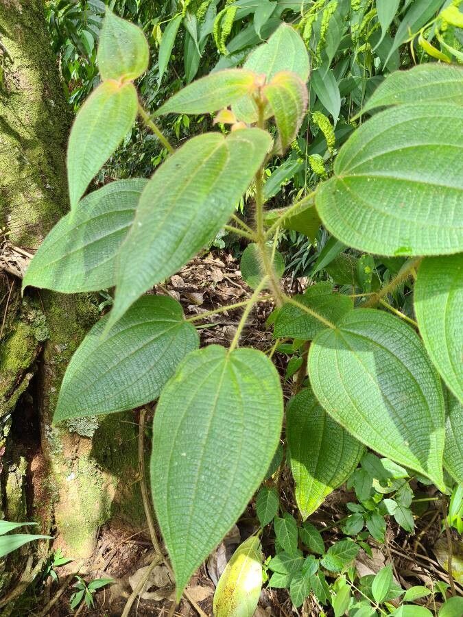 Clidemia octona leaf