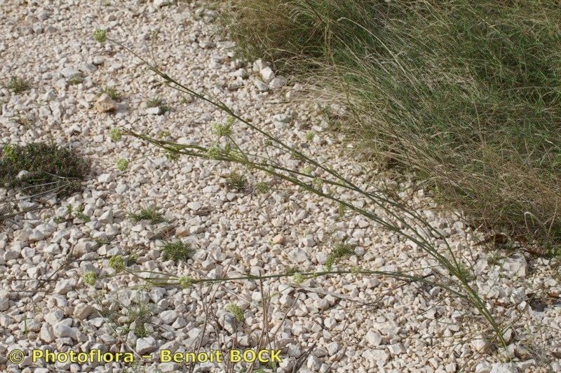 Seseli tomentosum habit