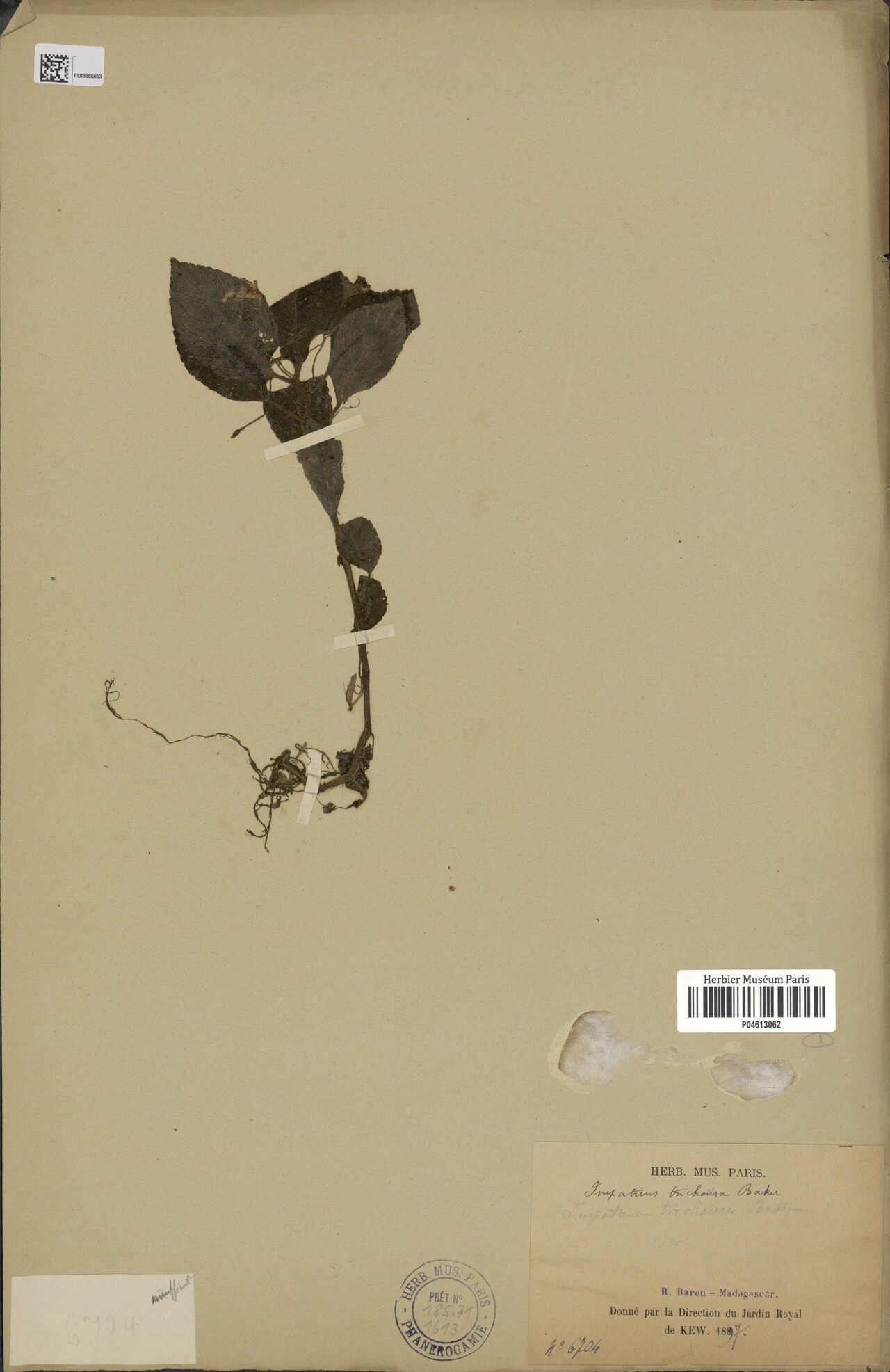 Impatiens trichoceras — houseplant care guide