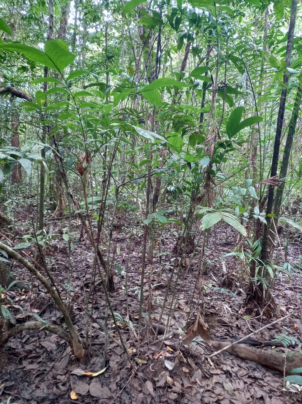Bactris tomentosa bark
