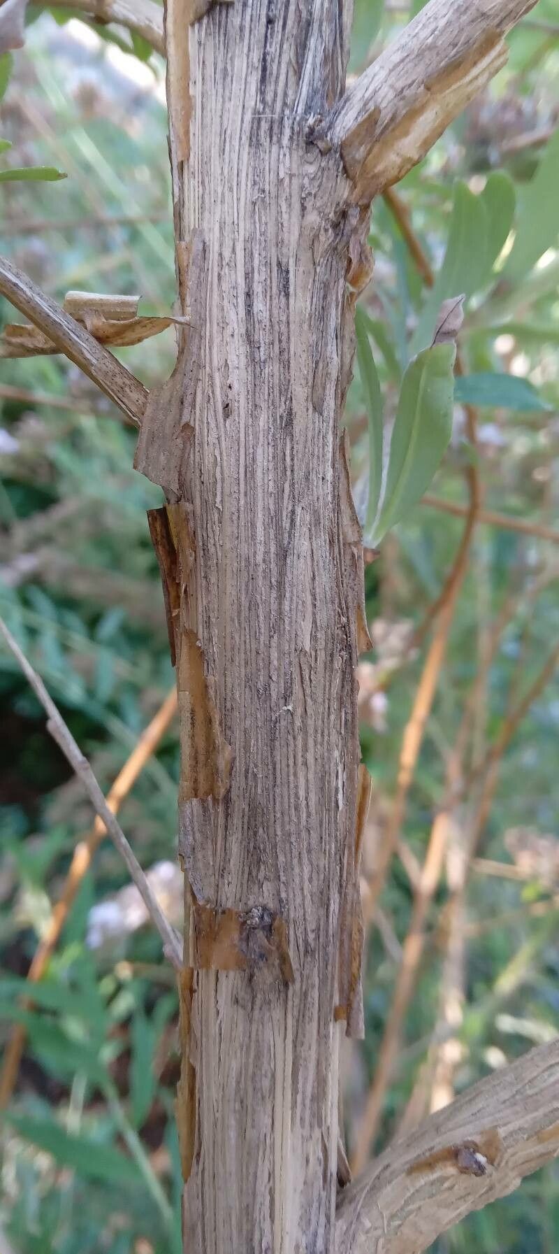 Buddleja alternifolia bark